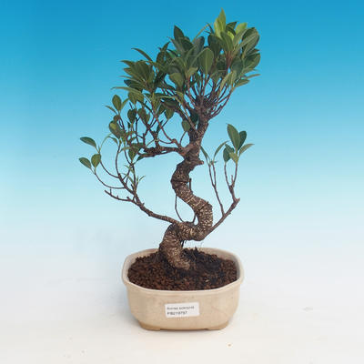 Pokój bonsai - kimono Ficus - mały ficus