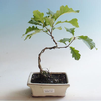 Outdoor bonsai-Quercus robur-Dąb letni - 1