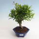 Kryte bonsai-PUNICA granatum nana-granat - 1/3