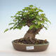 Outdoor bonsai -Carpinus CARPINOIDES - Koreański Grab - 1/3