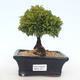Outdoor bonsai - Cyprys grochowy - Chamacyparys pisifera TSUKUMO - 1/2