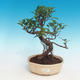 Kryte bonsai - Ficus retusa - mały figowiec - 1/2