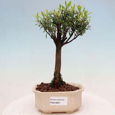 Ceramiczna miska bonsai 10,5 x 10,5 x 4,5 cm, kolor biały - 1