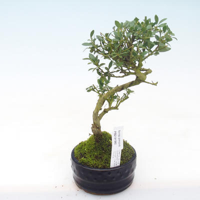Kryty bonsai - Ilex crenata - Holly PB2191979