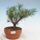 Outdoor bonsai - Pinus Sylvestris - sosna zwyczajna - 1/3
