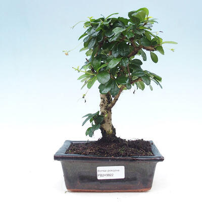 Ceramiczna miska bonsai 14,5 x 11 x 5,5 cm, kolor szary - 1