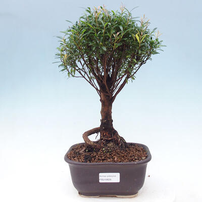 Kryty bonsai - Syzygium - Ziele angielskie - 1