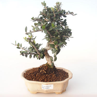 Kryty bonsai - Olea europaea sylvestris -Oliva Europejski mały liść PB2191983 - 1