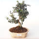 Kryty bonsai - Olea europaea sylvestris -Oliva Europejski mały liść PB2191983 - 1/5
