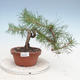 Outdoor bonsai - Pinus Sylvestris - sosna zwyczajna - 1/4