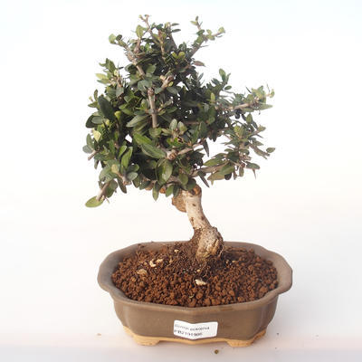 Kryty bonsai - Olea europaea sylvestris -Oliva Europejski mały liść PB2191986 - 1