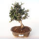 Kryty bonsai - Olea europaea sylvestris -Oliva Europejski mały liść PB2191986 - 1/5