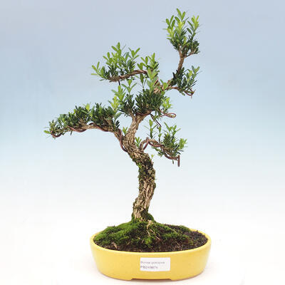 Bonsai pokojowe - Buxus harlandii - buxus korkowy - 1