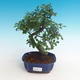 Kryte bonsai - Ulmus parvifolia - Mały wiąz - 1/3