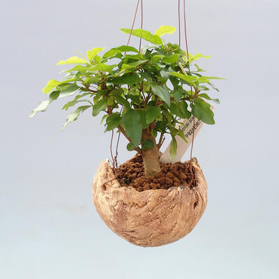 Kokedama w ceramice - Ligustrum chinensis - Ptasie owies - 1