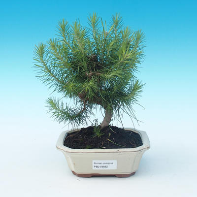 Kryty bonsai-Pinus halepensis
