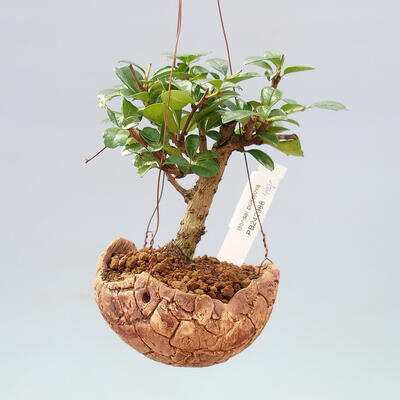 Kokedama w ceramice - Carmona macrophylla - Herbata Fuki - 1