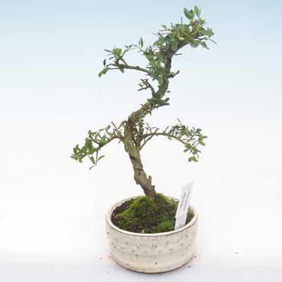 Kryty bonsai - Ilex crenata - Holly PB2191981