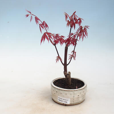 Outdoor bonsai - Acer palm. Atropurpureum-Maple