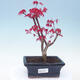 Outdoor bonsai - Maple palmatum DESHOJO - Klon palmowy - 1/4