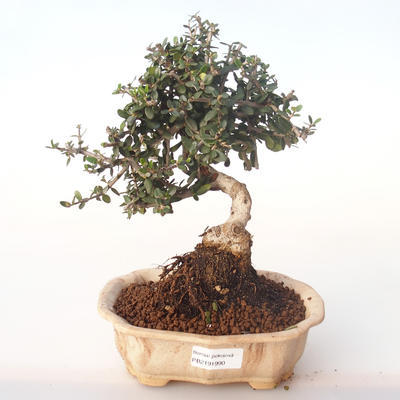 Kryty bonsai - Olea europaea sylvestris -Oliva Europejski mały liść PB2191990 - 1