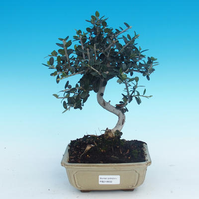 Kryte bonsai - Olea europaea sylvestris -Oliva european tiny - 1