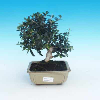 Kryte bonsai - Olea europaea sylvestris -Oliva european tiny - 1