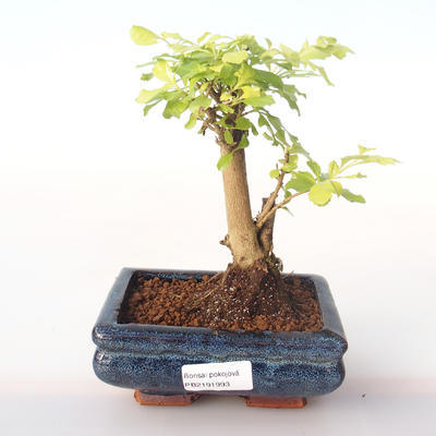 Kryty bonsai - Duranta erecta Aurea PB2191993 - 1