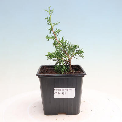Outdoor bonsai - Juniperus chinensis Itoigawa - Jałowiec chiński