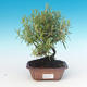 Room bonsai - Rosemary-Rosmarinus officinalis - 1/3