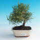 Room bonsai - Rosemary-Rosmarinus officinalis - 1/3