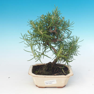 Room bonsai - Rosemary-Rosmarinus officinalis - 1