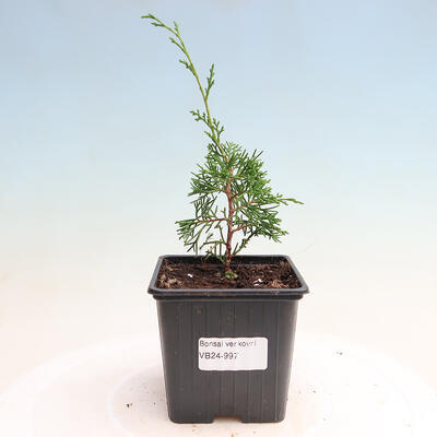 Outdoor bonsai - Juniperus chinensis Itoigawa - Jałowiec chiński