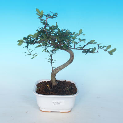 Kryte bonsai - Ulmus parvifolia - Mały wiąz - 1