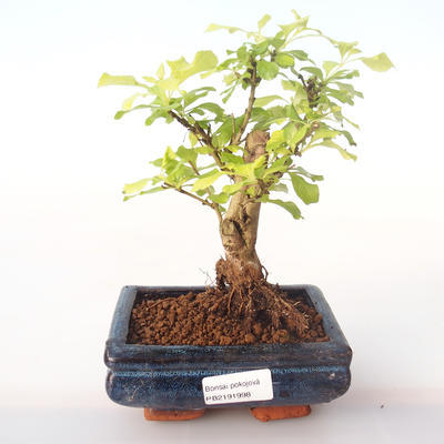 Kryty bonsai - Duranta erecta Aurea PB2191998 - 1