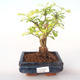 Kryty bonsai - Duranta erecta Aurea PB2191998 - 1/3
