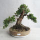 Outdoor bonsai - Juniperus chinensis - chiński jałowiec - 1/5