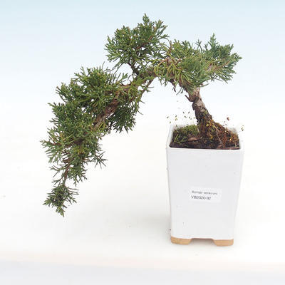Outdoor bonsai - Juniperus chinensis - chiński jałowiec VB2020-92