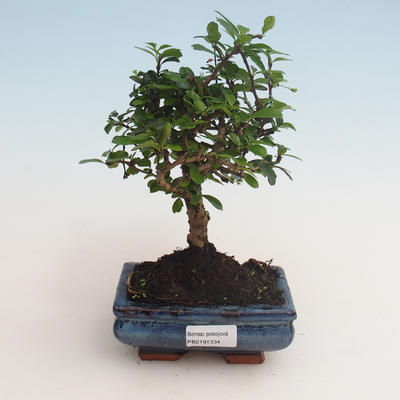 Kryty bonsai - Carmona macrophylla - Tea fuki 412-PB2191334 - 1