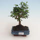 Kryty bonsai - Carmona macrophylla - Tea fuki 412-PB2191334 - 1/5