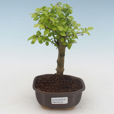 Kryty bonsai - Duranta erecta Aurea PB2191518 - 1