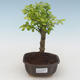 Kryty bonsai - Duranta erecta Aurea PB2191518 - 1/3