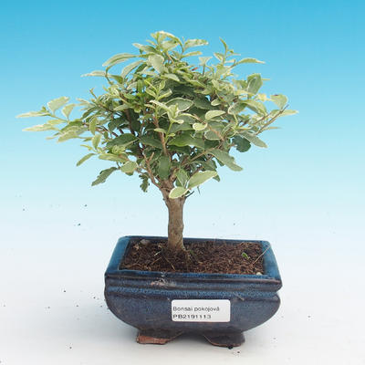 Kryty bonsai -Ligustrum variegata - Privet - 1