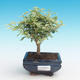 Kryty bonsai -Ligustrum variegata - Privet - 1/4