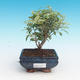 Kryty bonsai -Ligustrum variegata - Privet - 1/4