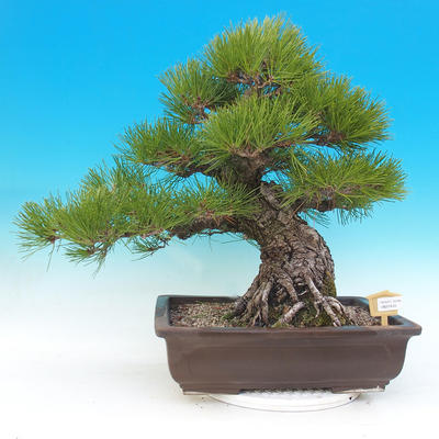 Outdoor bonsai - Pinus thunbergii - Sosna Thunbergova - 1