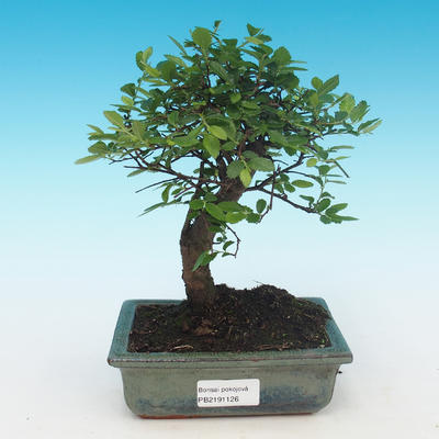 Pokój bonsai - Ulmus Parvifolia-Malolistý wiąz
