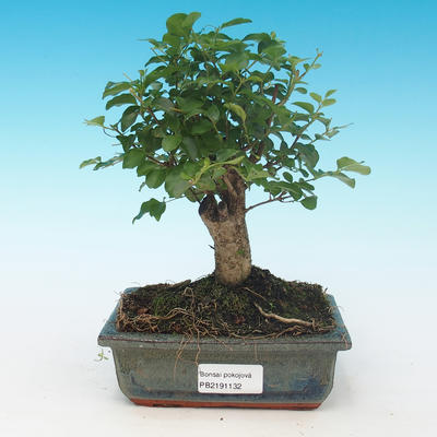 Pokój bonsai -Ligustrum chinensis - ligustr - 1