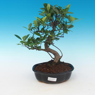 Kryte bonsai - Ficus retusa - mały figowiec - 1