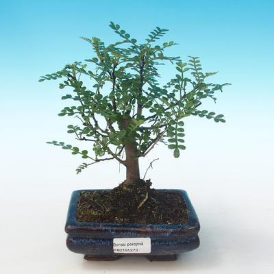 Kryty bonsai - Zantoxylum piperitum - Drzewo pieprzowe PB2191273 - 1